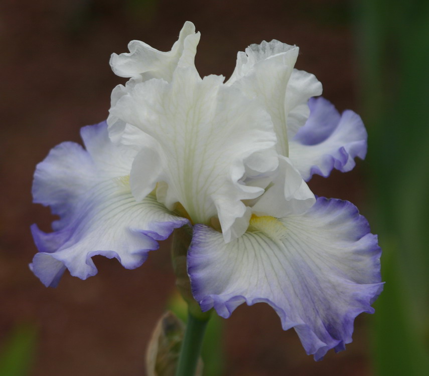 azure icicle  